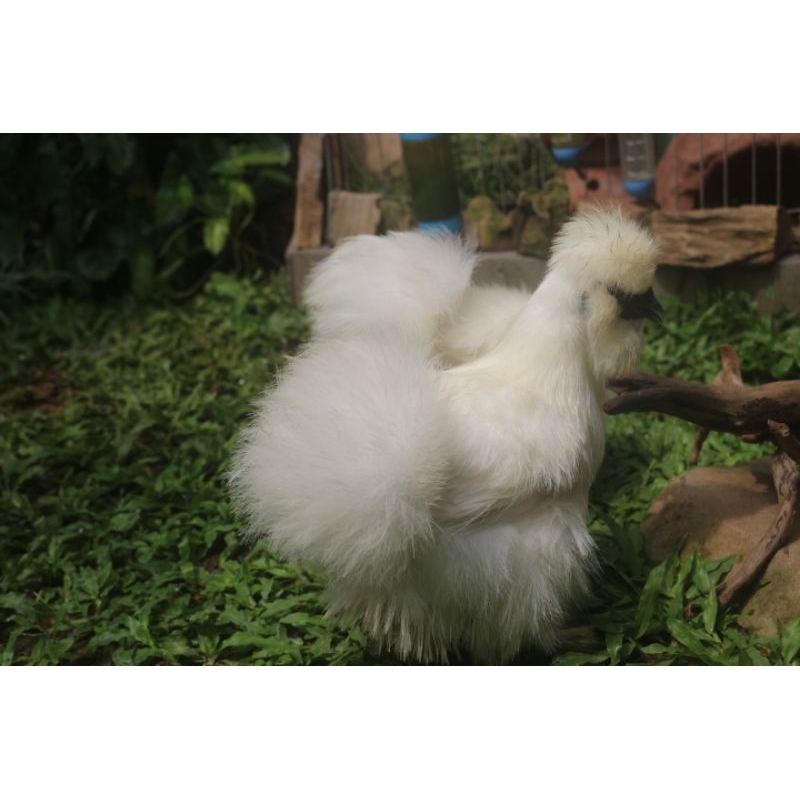 Ayam American silkie