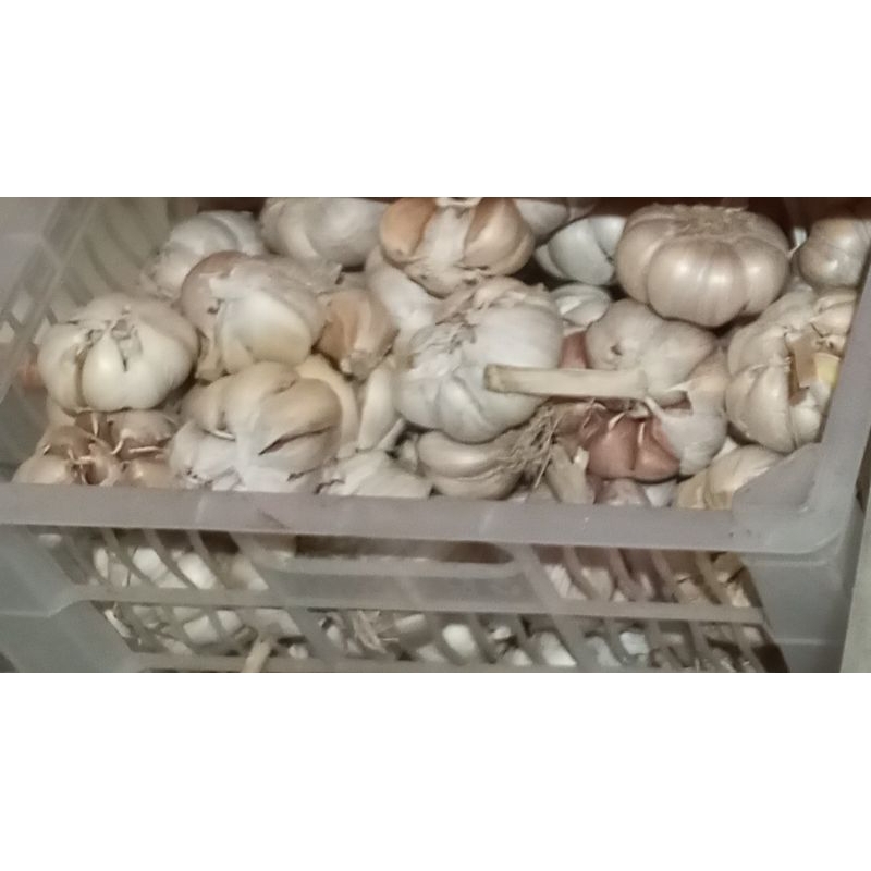 

Bawang putih