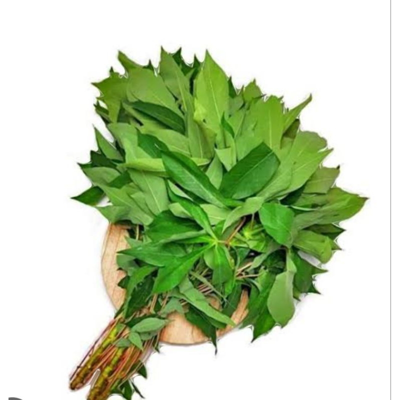 

Daun Ketela Pohon Per Ikat
