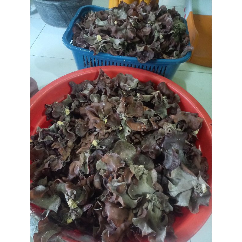 

JAMUR KUPING KERING GRADE A 1kg