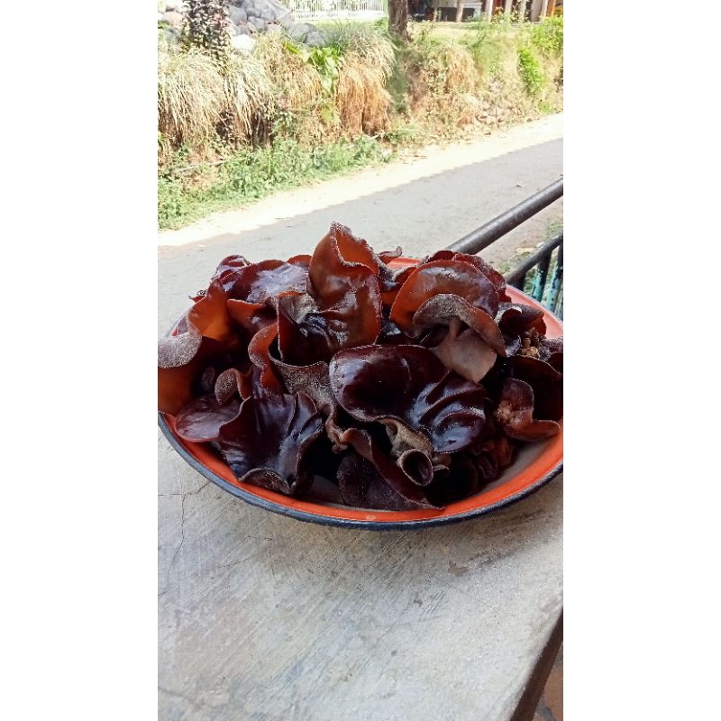 

jamur kuping basah