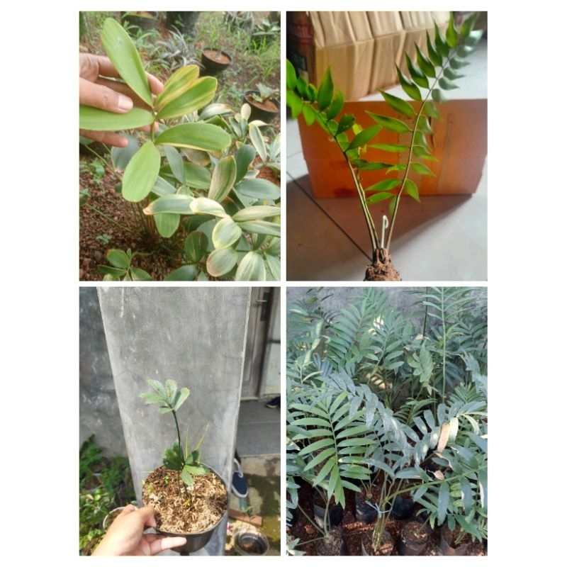 Paket 4 Jenis Sikas Zamia Fischeri/ Zamia Furfuracea Varigata/ Encephalartos Ferox/ Encephalartos Sc