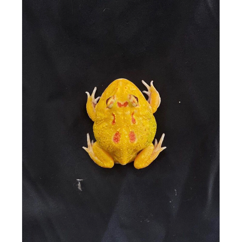 Pacman frog kodok pacman albino4spot