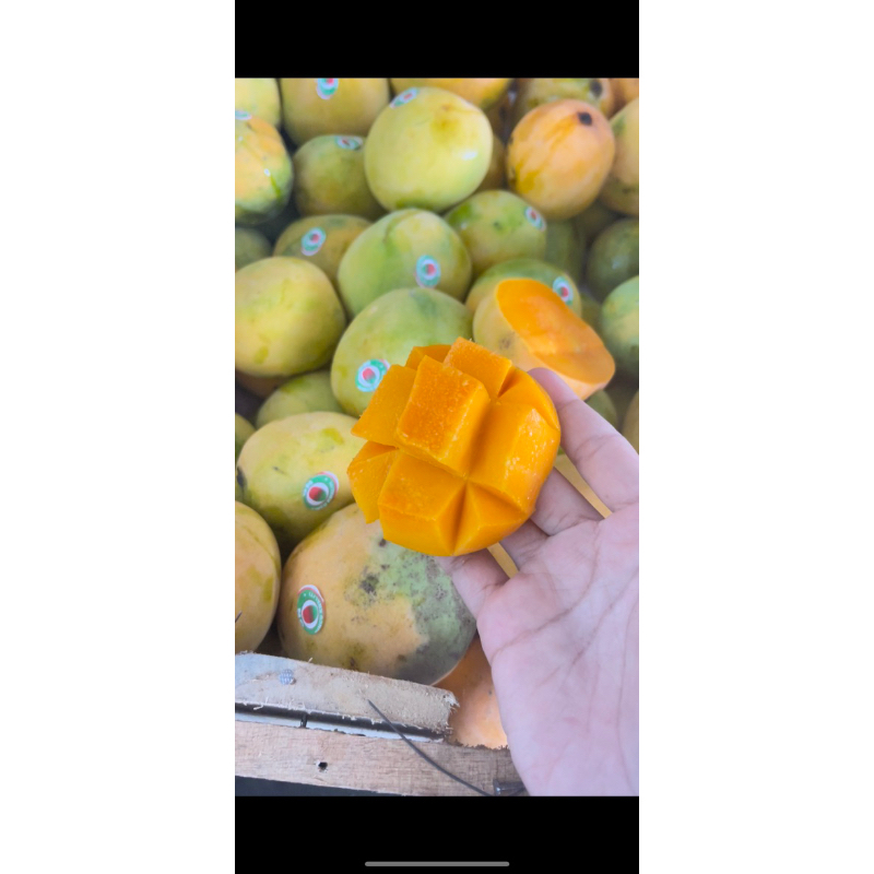 

MANGGA GEDONG GINCU