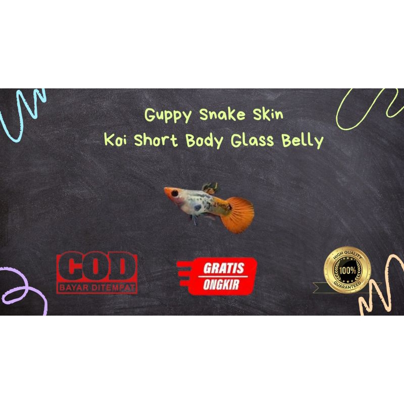 

Packing kardus / styrofoam guppy snake skin koi short body glass belly