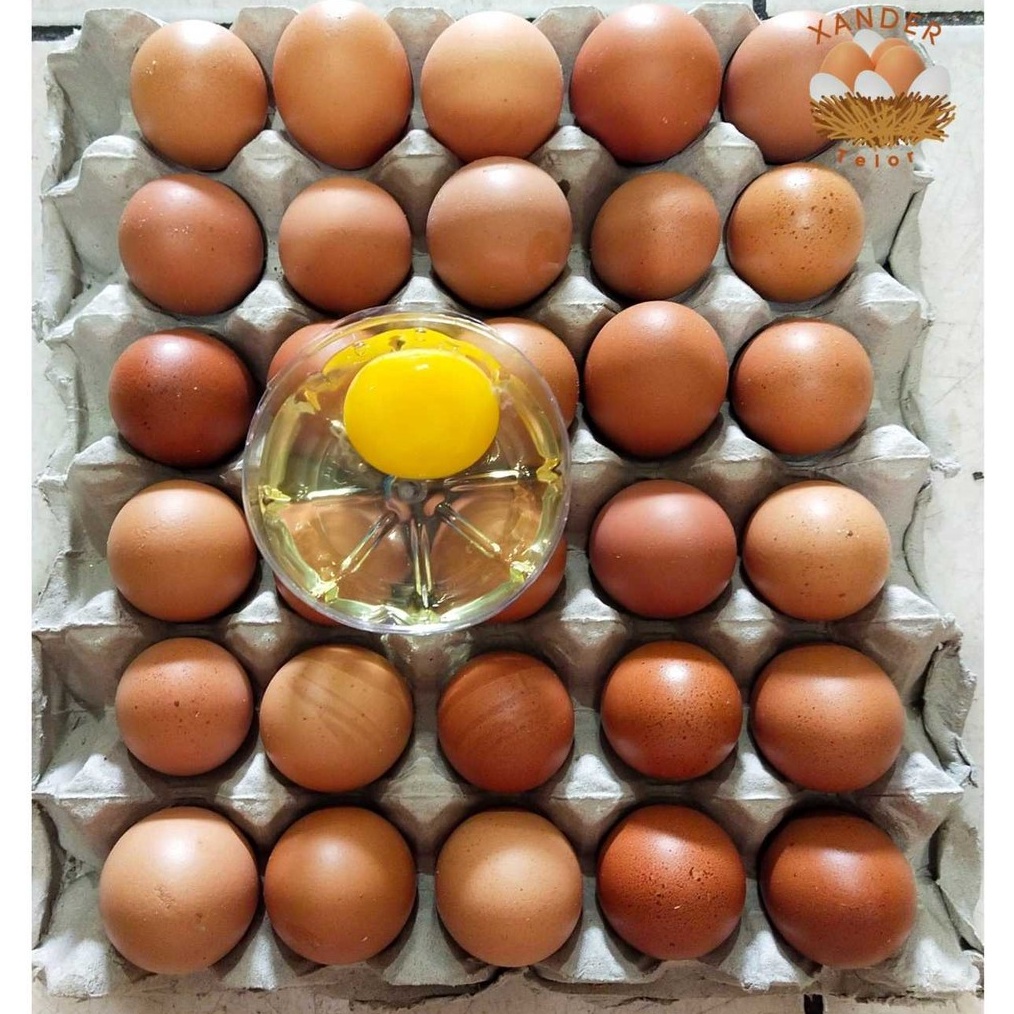 

Terlaris telur ayam negeri per KG