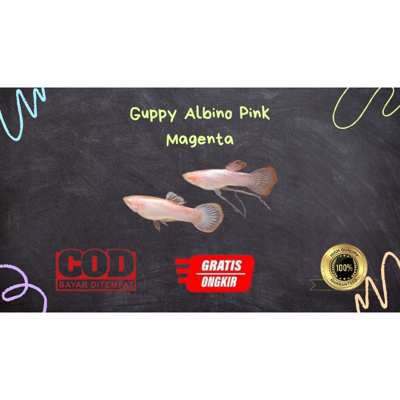 

Packing kardus / styrofoam gupp¥ albino pink magent4