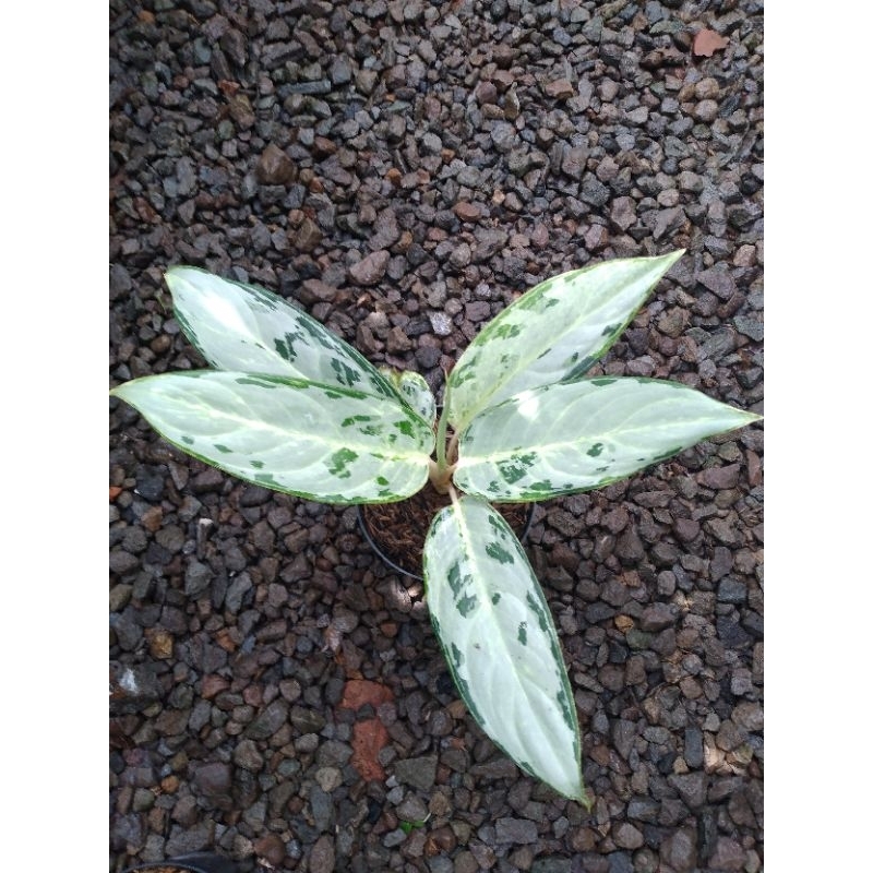 Aglaonema Peacock Hybrid