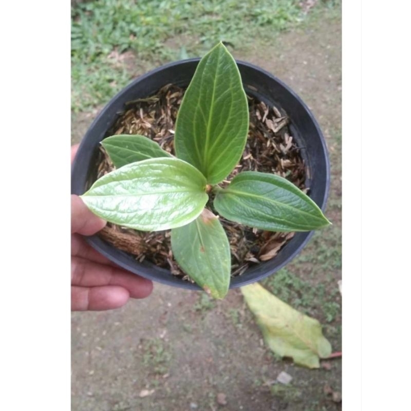 anthurium T-rex ( jemani ) koleksian