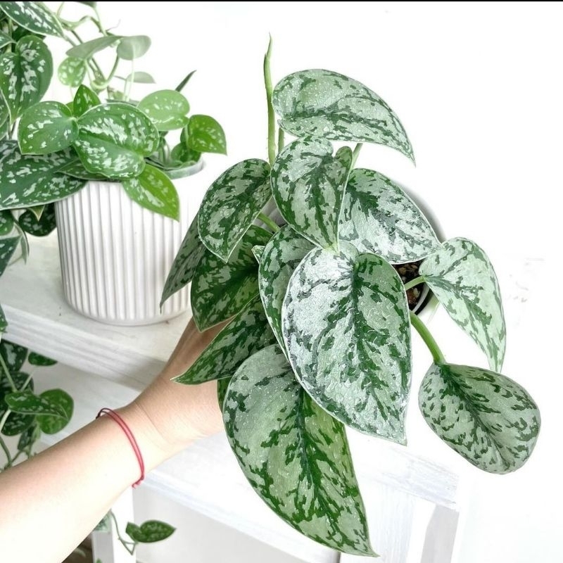 Tanaman Hias Scindapsus Silver Lady-Tanaman Hias Merambat Scindapsus Silver