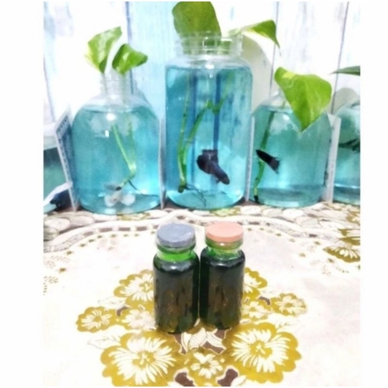 OBAT HIJAU IKAN CUPANG