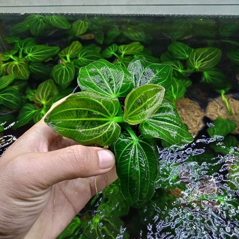 echinodorus iguazu 2009 high quality aquascape