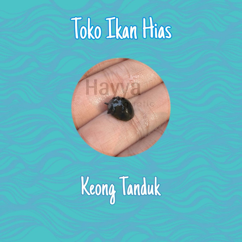 Keong Aquascape Keong Tanduk Keong Turbo Keong Assasin