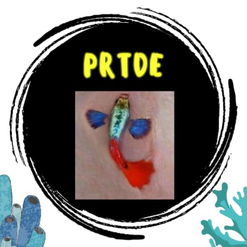 

Stiker guppy PRTDE Sepasang