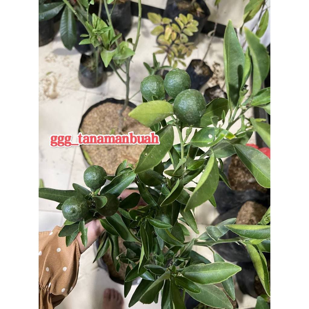 Bibit Jeruk Es Sudah Berbuah Super Spesial