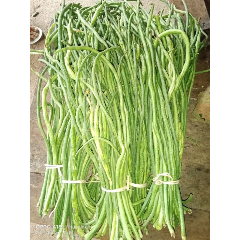 

kacang