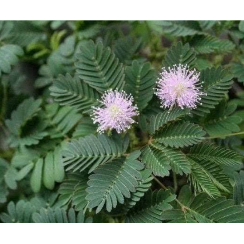 

Daun putri malu segar 500 gram petik langsung-az