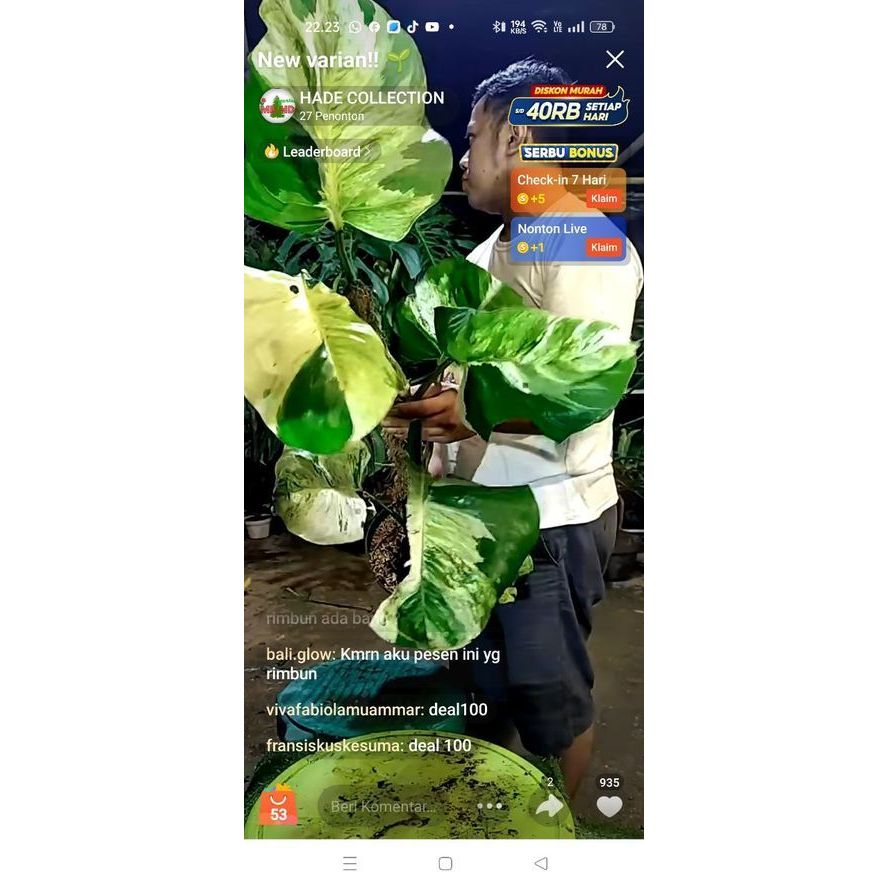 tanaman hias epipremnum aerum manjula daun besar