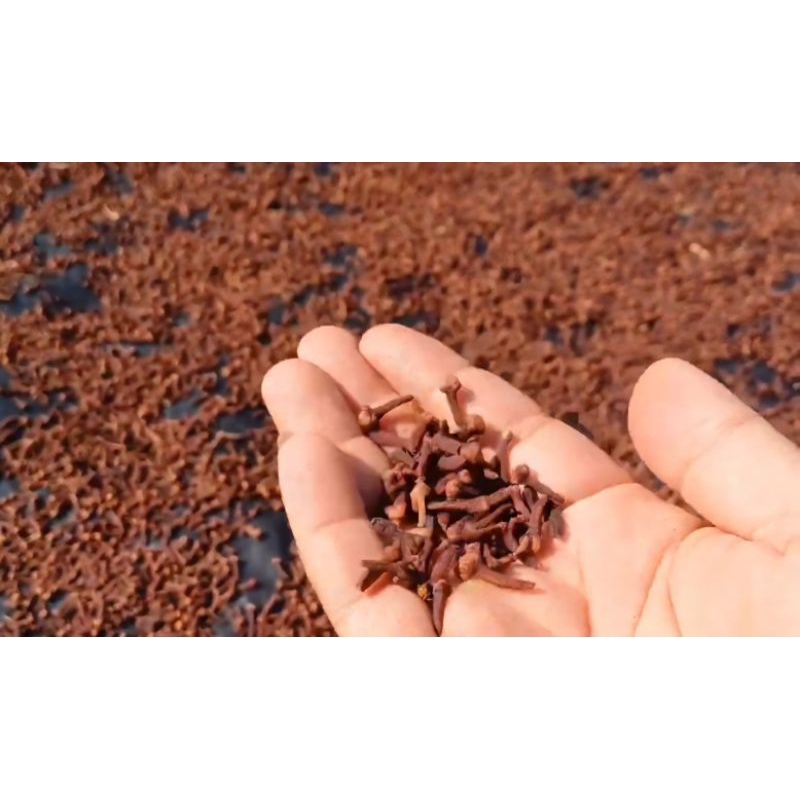 

Cengkeh Kering / Clove 200Grm/300Grm