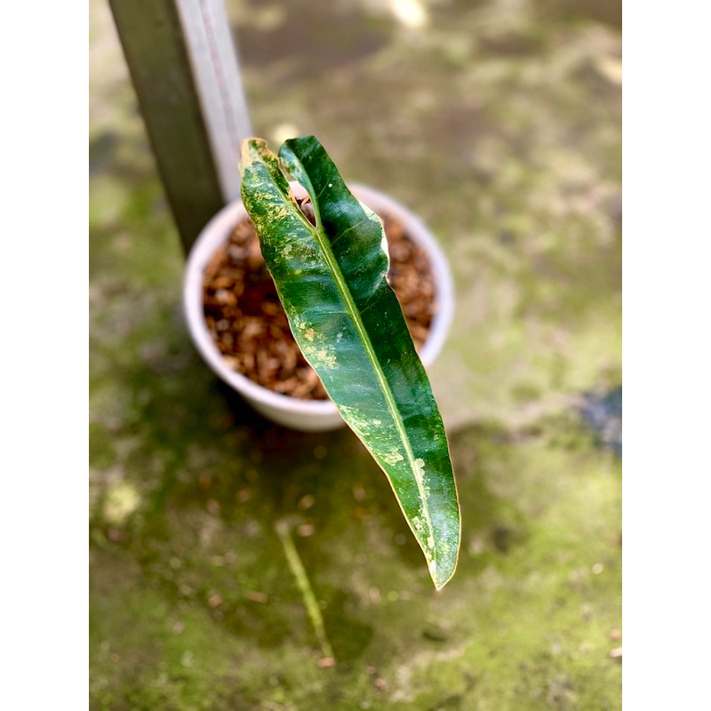 Aureaaroid-Tanaman hias - Phodendron Billietiae Variegata