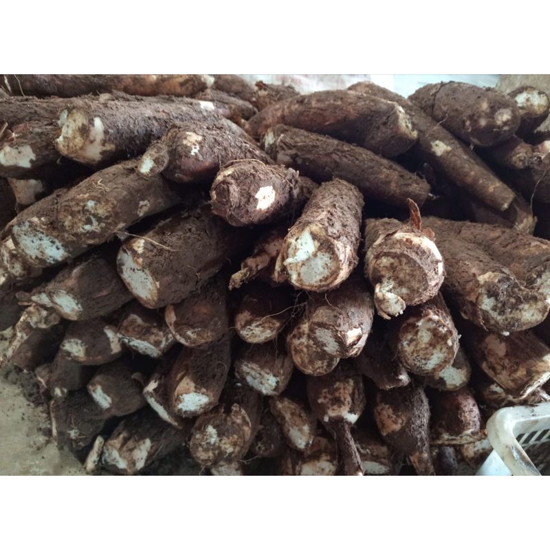 

Singkong pulen/ Singkong 1000gram