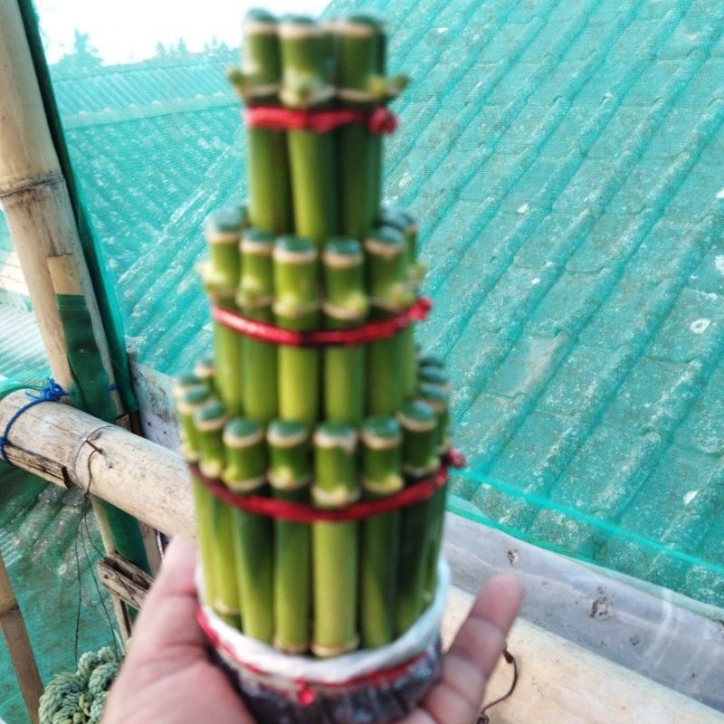 Bambu hoki /sri rejeki/pagoda cina