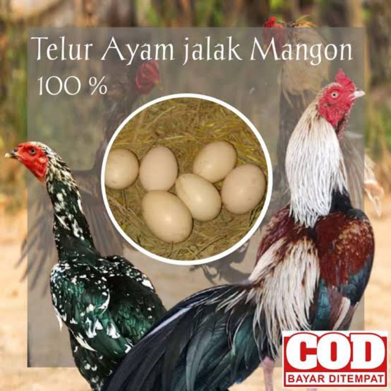 

Telur Ayam Mangon