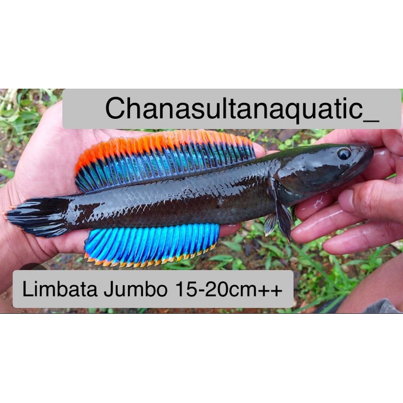 Limbata Jumbo Rim Pedas 15cm-20cm++