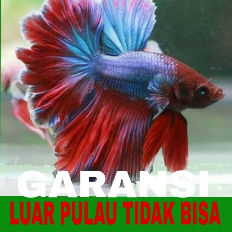 ikan cupang halfmoon sz L isi 8 bergaransi