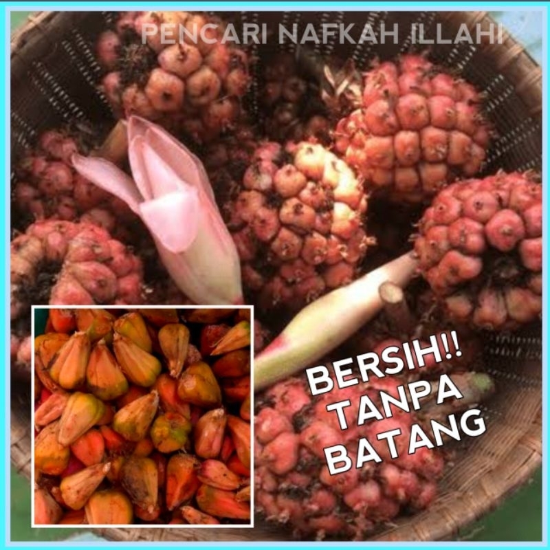 

Jual Buah Kecombrang/Asam Cekala 500g Bersih