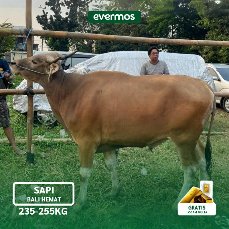 

Jual Sapi Kurban