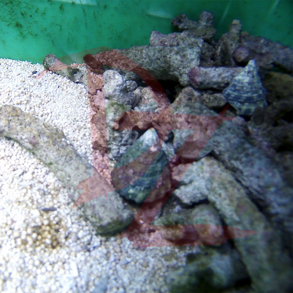 Keong Turbo Laut