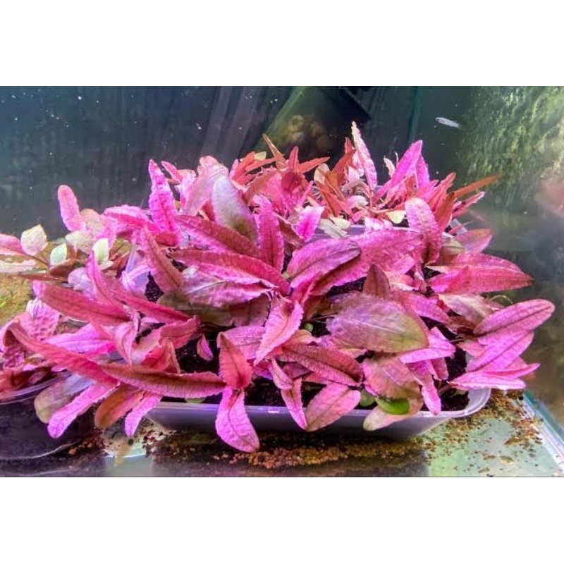 Cryptocoryne Pink Panther