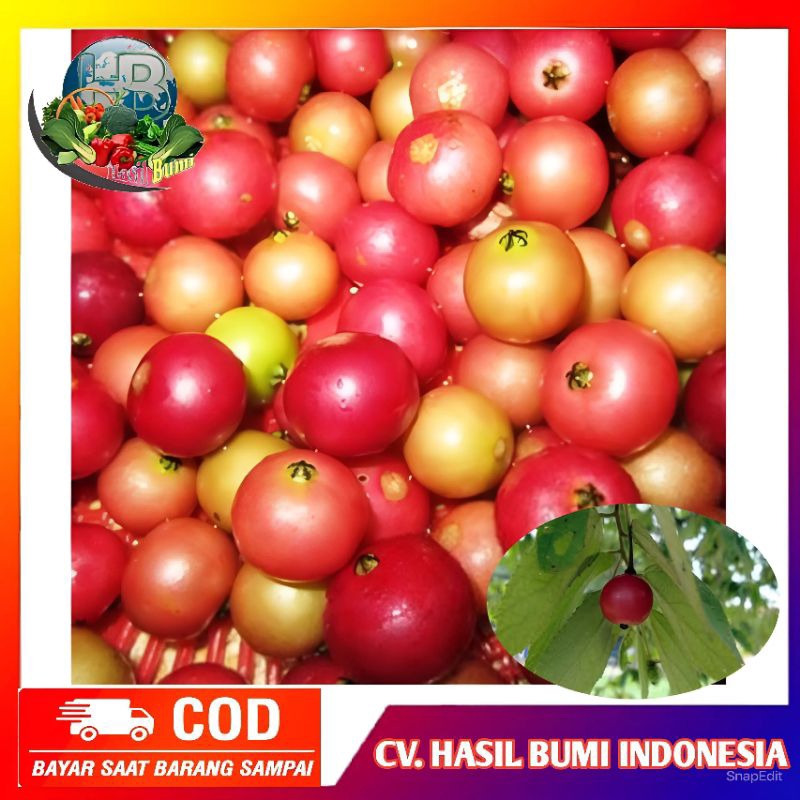 

Buah kersen segar fresh dipetik dadakan per buah