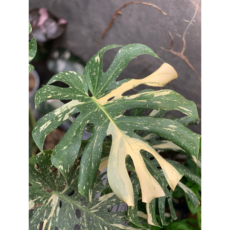 MONTHAI BIBIT // BIBIT MONTHAI // MONSTERA