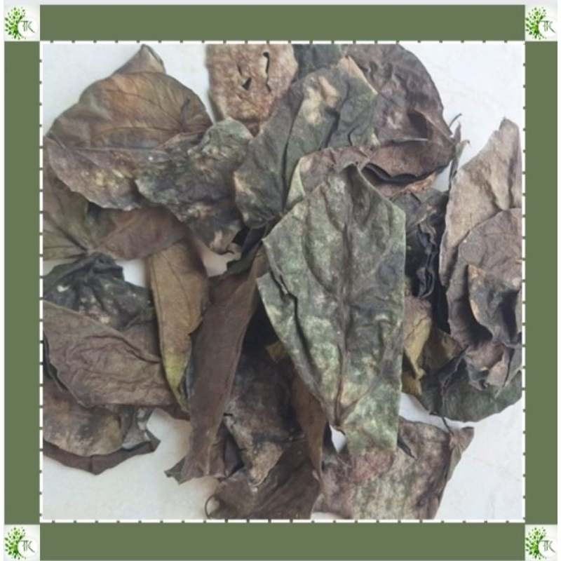 

Daun Sirih Merah Kering Pilihan (50 LEMBAR)
