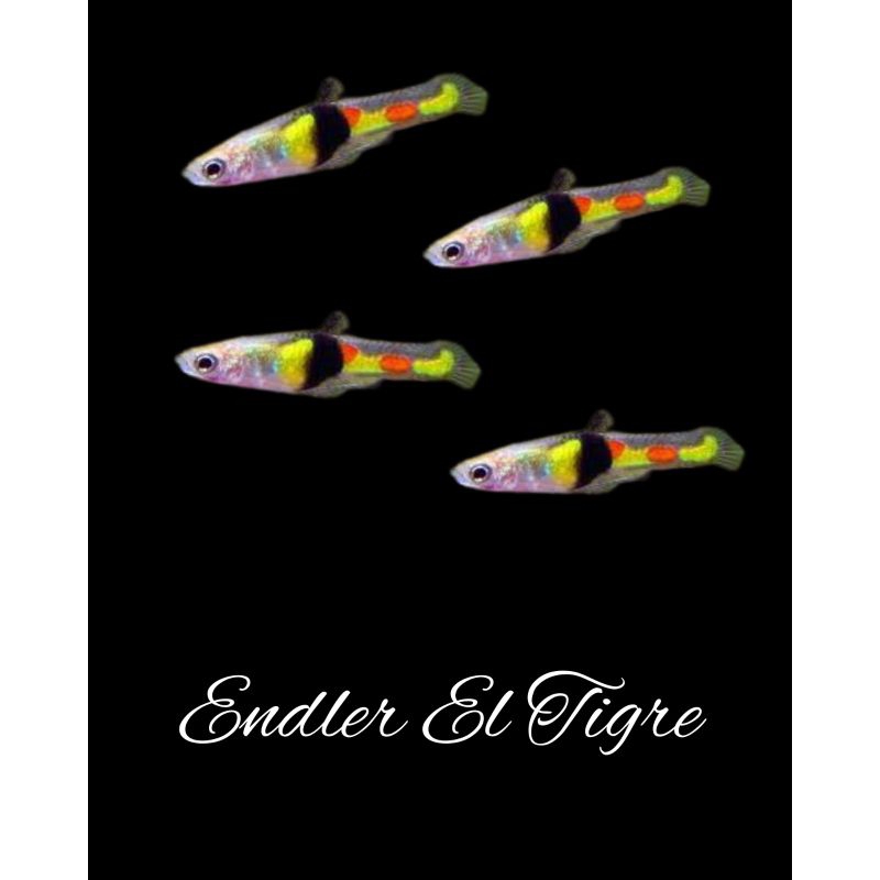 

Packing kardus El Tigr3