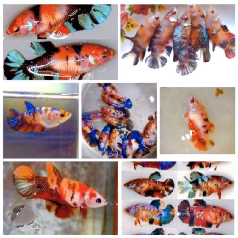 HM multi colour betina