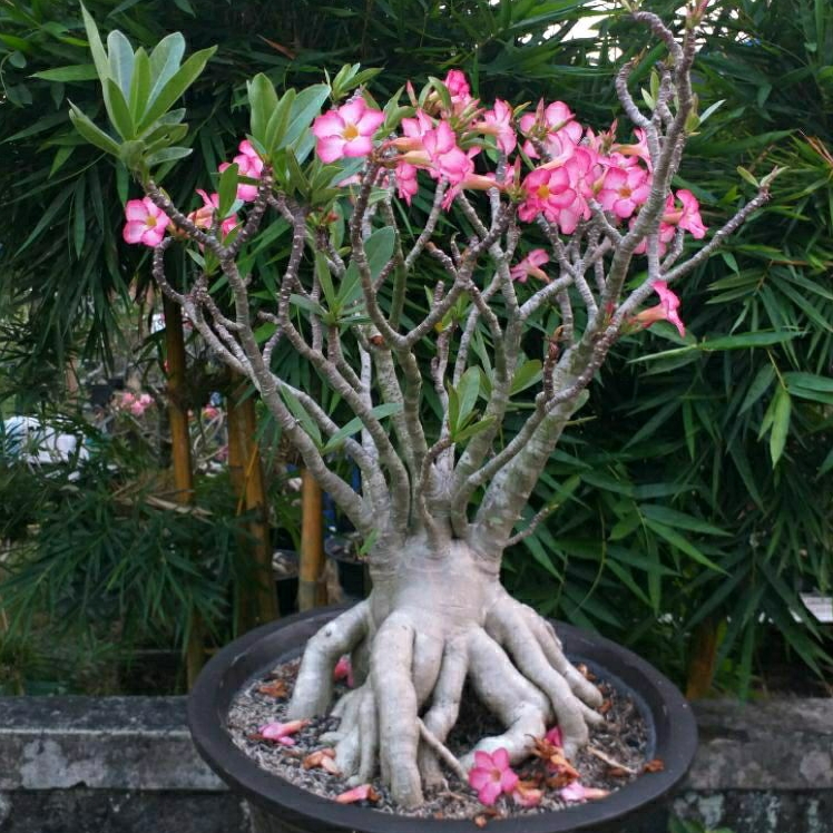 Adenium Thaisoco (Silver)