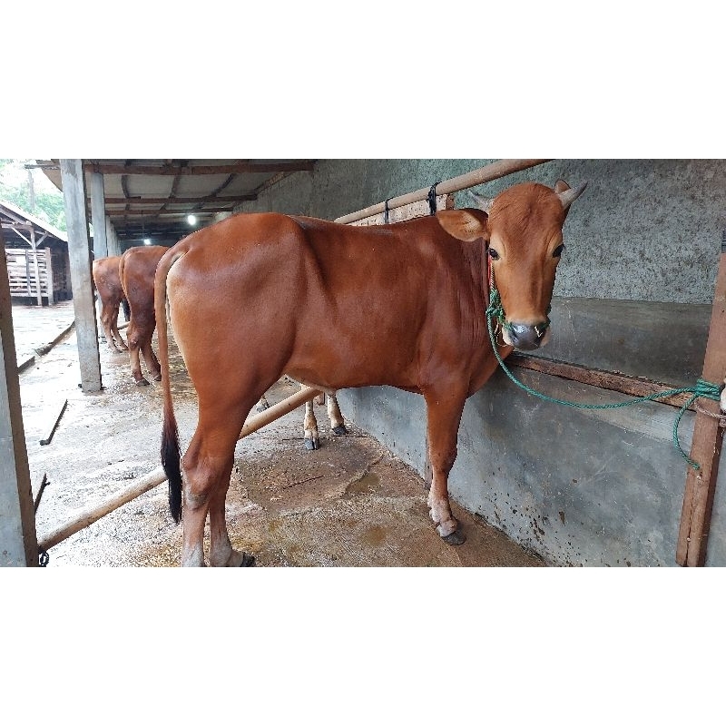 

Sapi Madura, Sapi Jawa Murah, Pegon, PO, Simental, Limousin