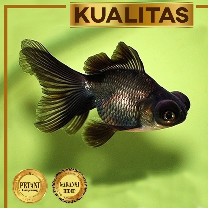Ikan Hias Mas Koki Buldog Hitam Hiasan Aquarium Tanaman Air / Kolam