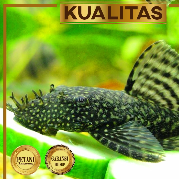 Pleco Kumis Duri Ikan Hias Sapu - Sapu Bristle Nose Hiasan Aquarium