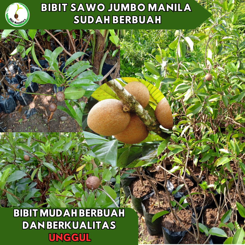 Bibit Sawo Jumbo Manila Berbuah/berbunga