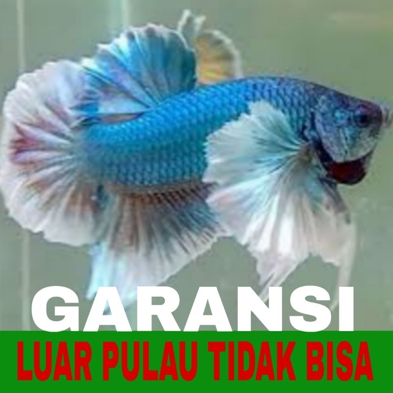 cupang plakat big ear isi 16 Bonus pakan bergaransi