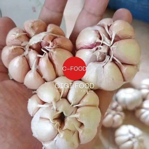 

Bawang putih murah 1kg utuh super jenis Honan dan Kating import fresh padat tersedia berbagai ukuran