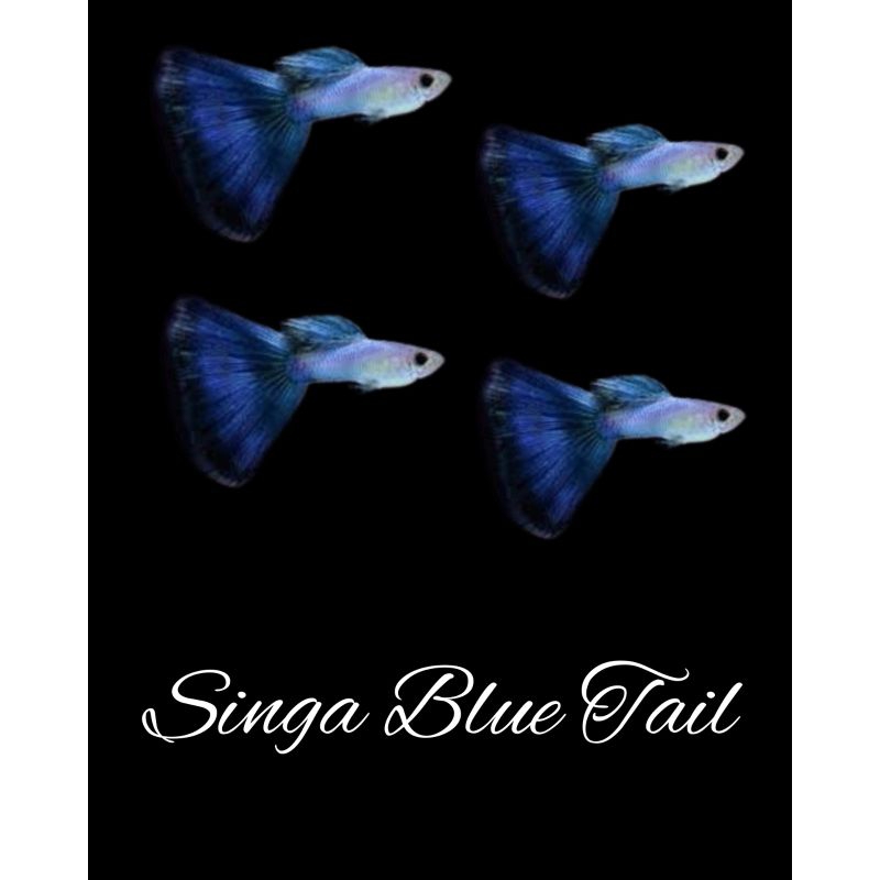 

Packing kardus sing4 blue t4il