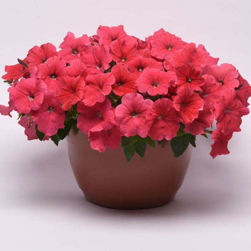 Petunia Easywave E3 Coral F1