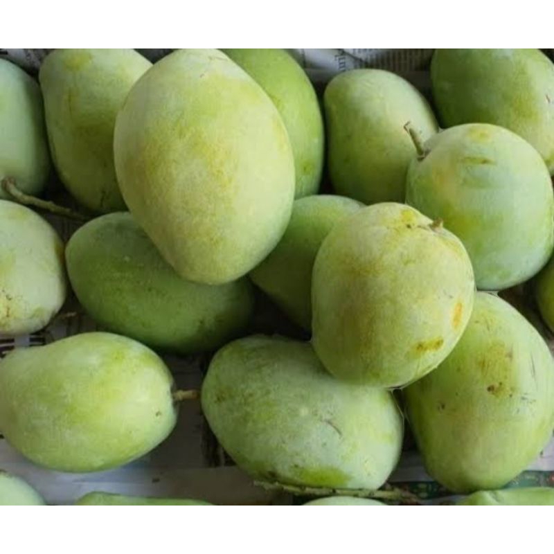 

mangga muda/mangga mentah buat lutisan baru petik 1kg