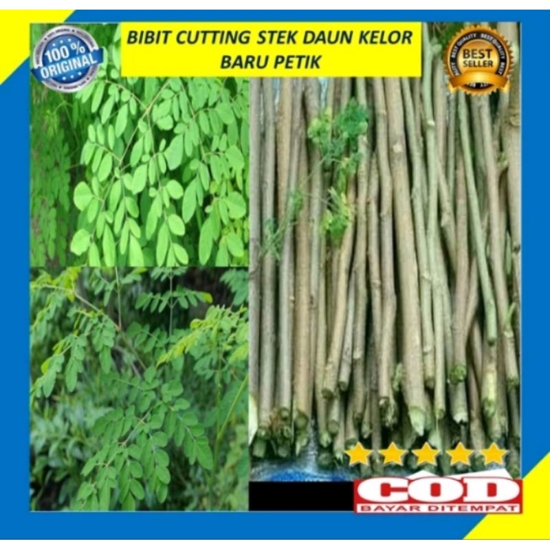 bibit setek pohon kelor per 5batang 30cm+bonus perangsang akar