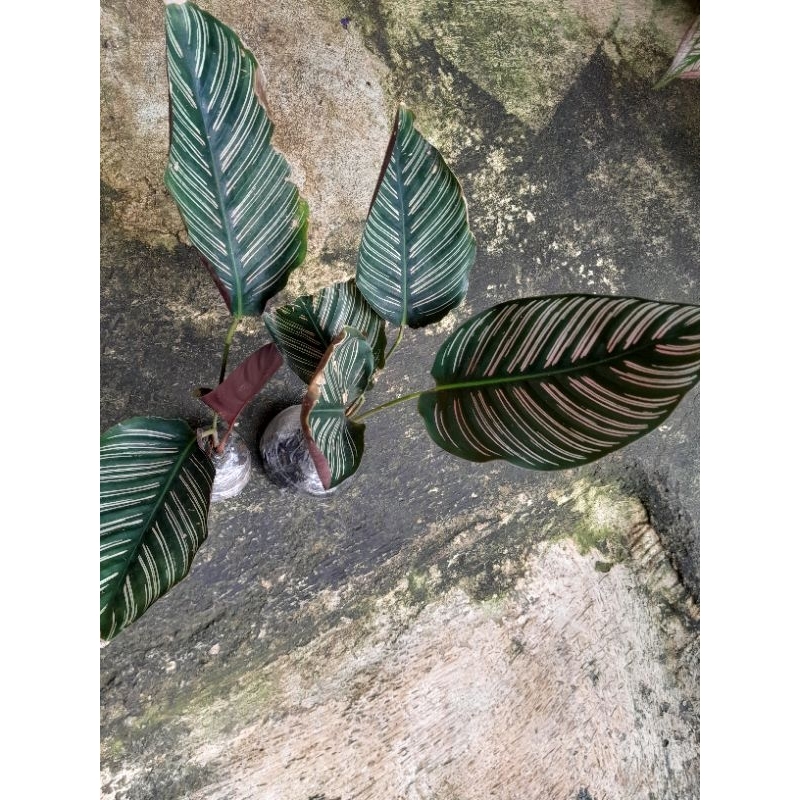 Calathea Ornata Sanderiana - Tanaman Hias Calathea Ornata Sanderiana pink strip